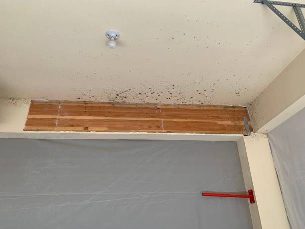 Best Basement Mold Removal  in USA